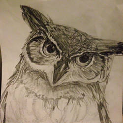 owl :D
