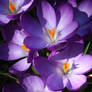 Crocus 1