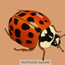 Harmonia axyridis