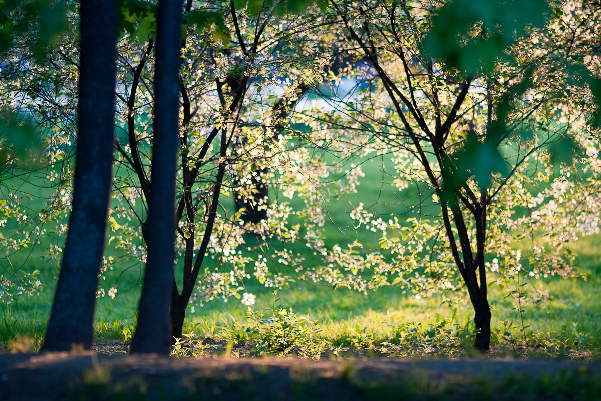 Evening light