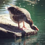 Goose taking a drink