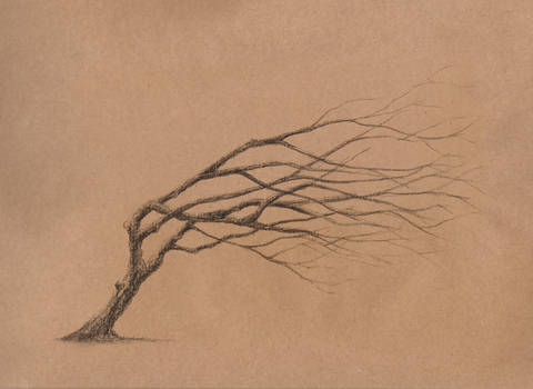 Tree sketch