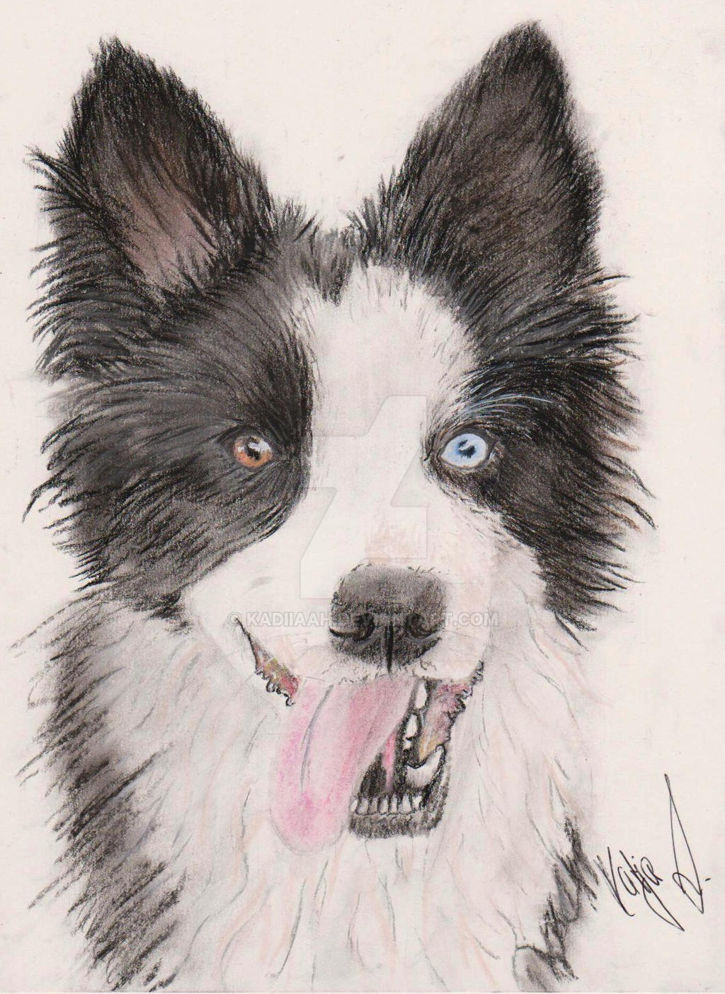 Watercolor Border Collie of a Dog Drawing. Border Collie 