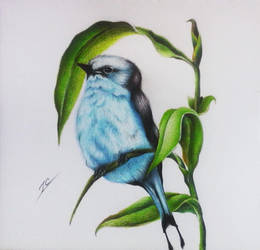 Bird-A5 :)