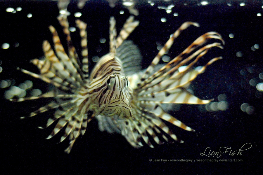 LionFish