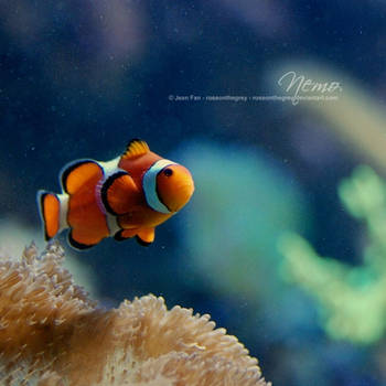 Nemo by JeanFan