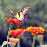 schmetterling by JeanFan