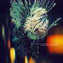 LionFish.light