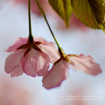 Cherry Blossom Festival by JeanFan