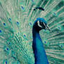 Peacock Blue