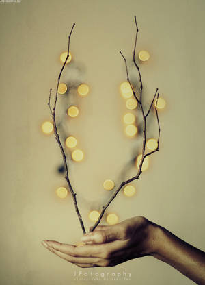 Bokeh Blossoms by JeanFan Bokeh Blossoms by JeanFan