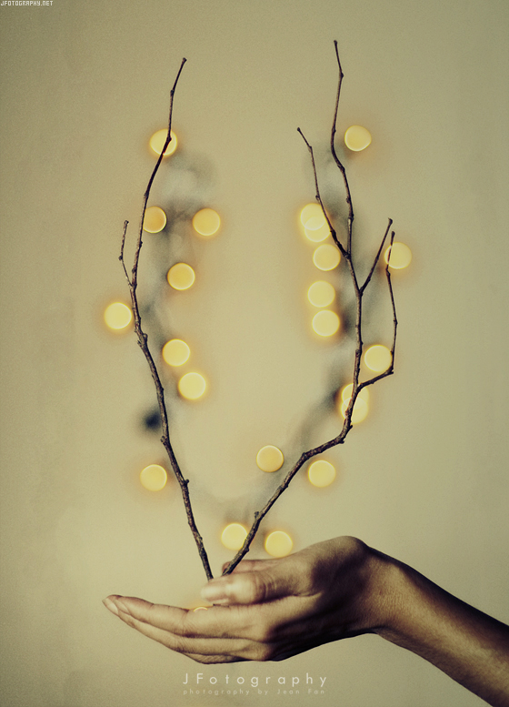 Bokeh Blossoms by JeanFan