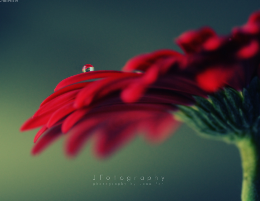Back to Basics by JeanFan