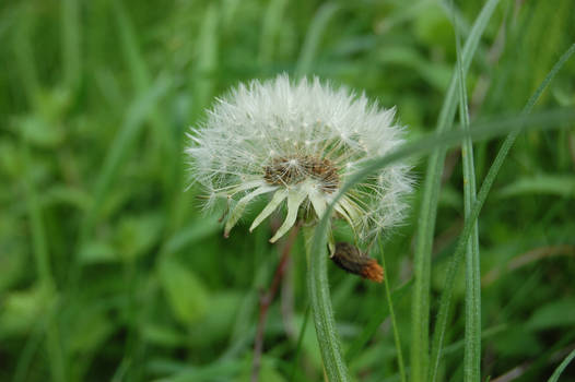 dandelion macro .