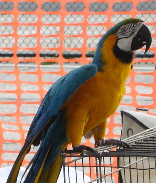 Macaw Parrot from Pow Wow