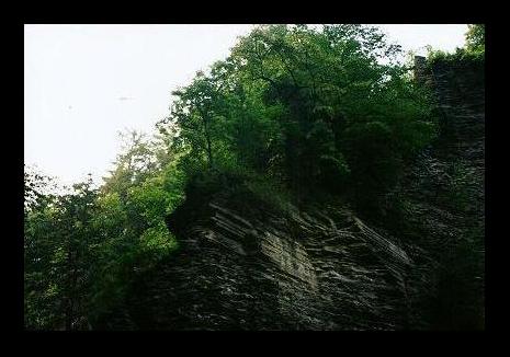 Mountain Trees