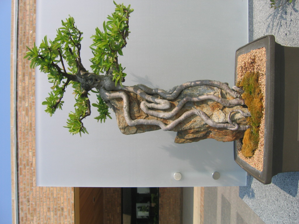 bonsai tree3