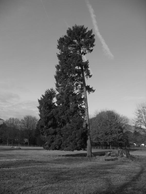 B+W tree by WeeFee100 on DeviantArt