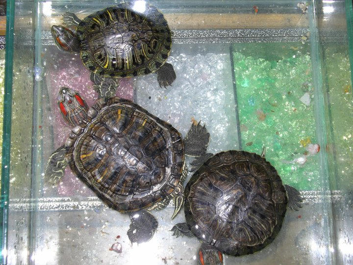 ninja turtles by MorHuni on DeviantArt