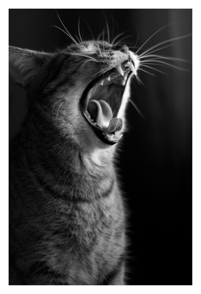 Yawning bw