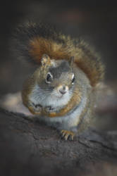 Squirrel