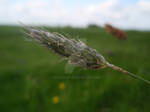 Wild Plant by mouselet