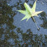 Leaf in puddle