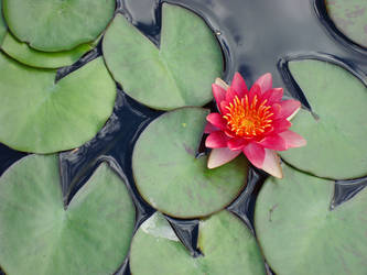 Red water lily by greyrowan
