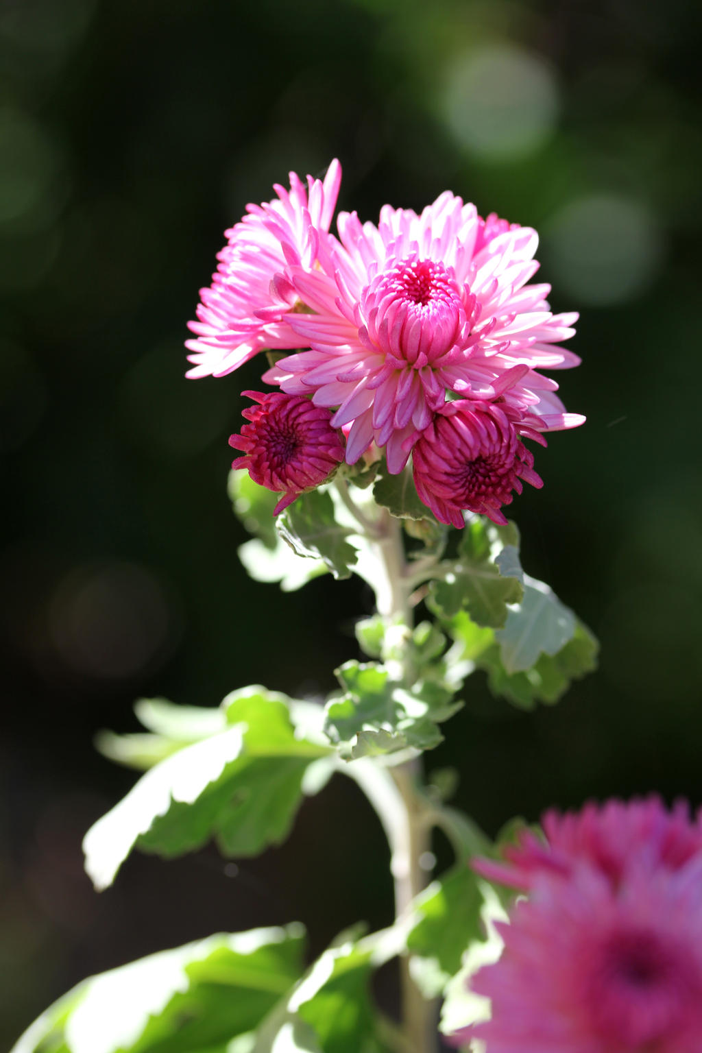 Pink chrysanthemums 2