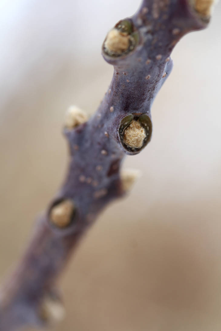 Fuzzy tree scars 1 by greyrowan on DeviantArt