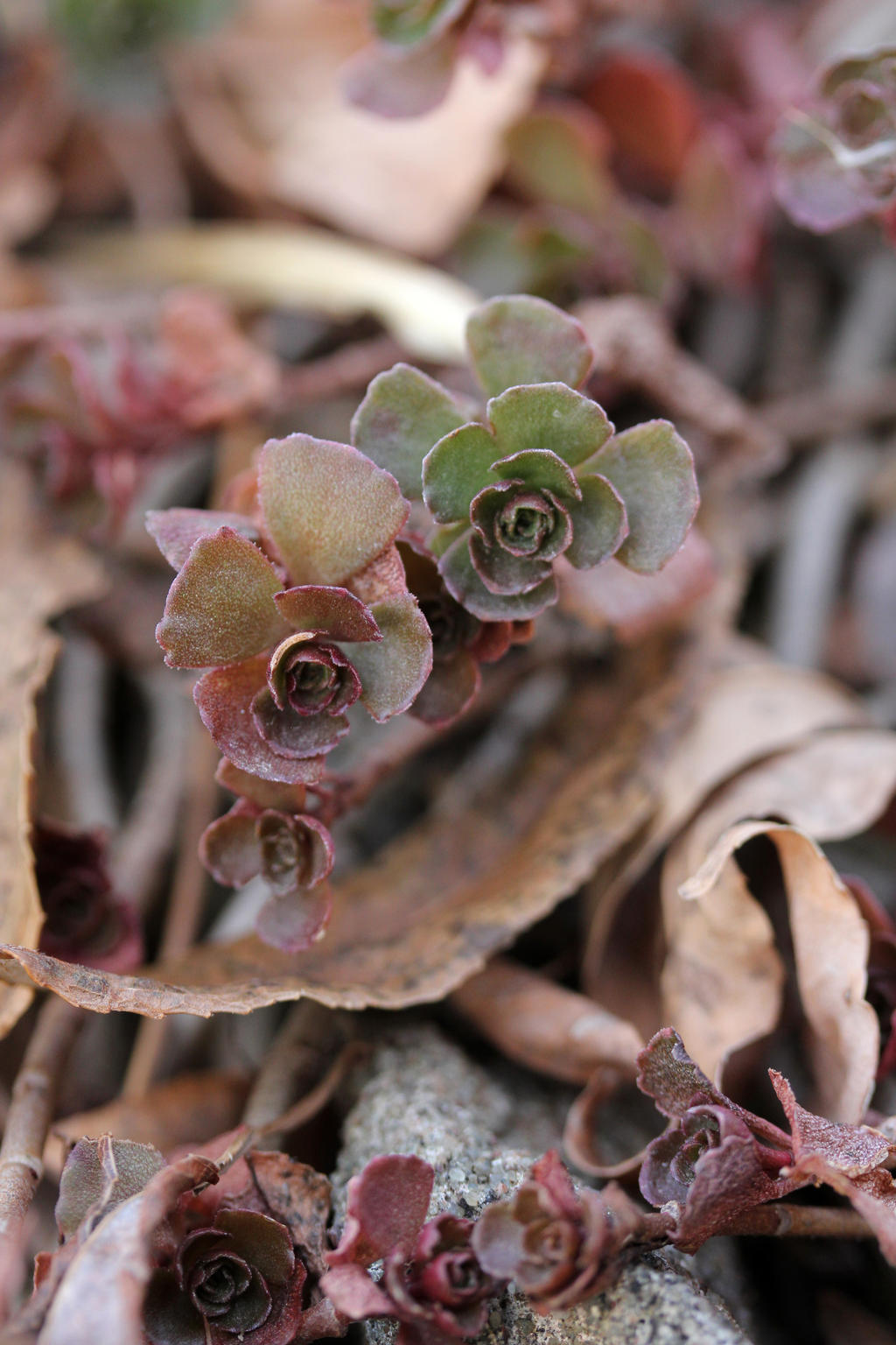 Sedum in fall 1