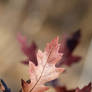 Northern red oak leaves 1