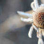 Frosted coneflower 1