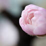 Pink magnolia flower 3