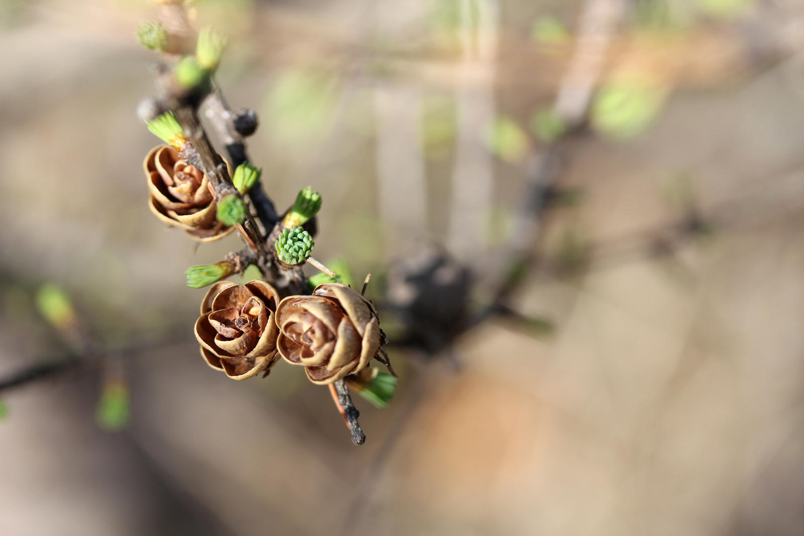 Budding tamarack needles 1