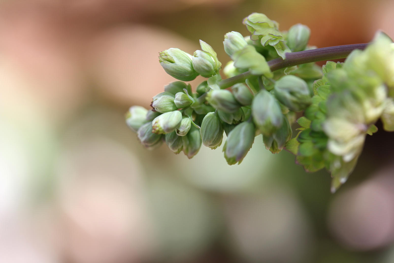 Early meadow rue flower buds 1