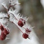 Hoar frost on red berries 1