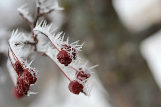 Hoar frost on red berries 1