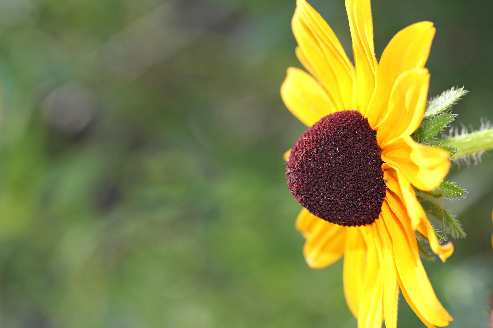 Black-eyed Susan 1