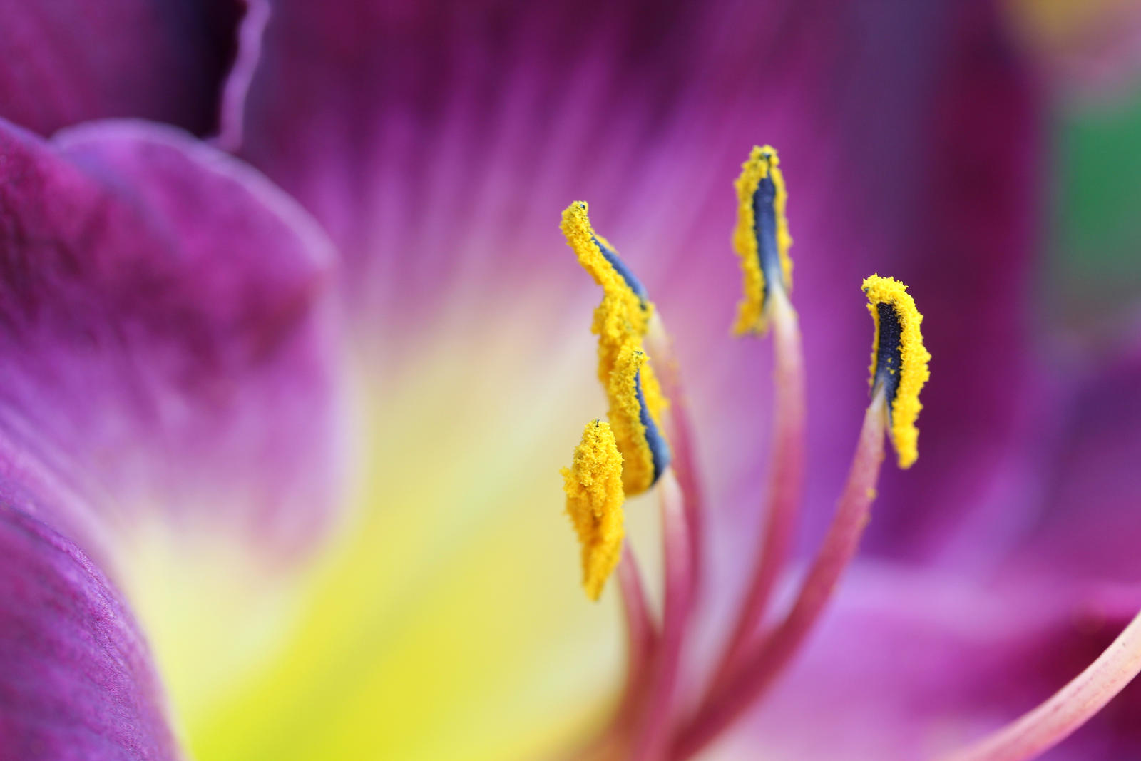 Stamen of purple daylily 1