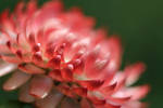 King rose strawflower 2 by greyrowan