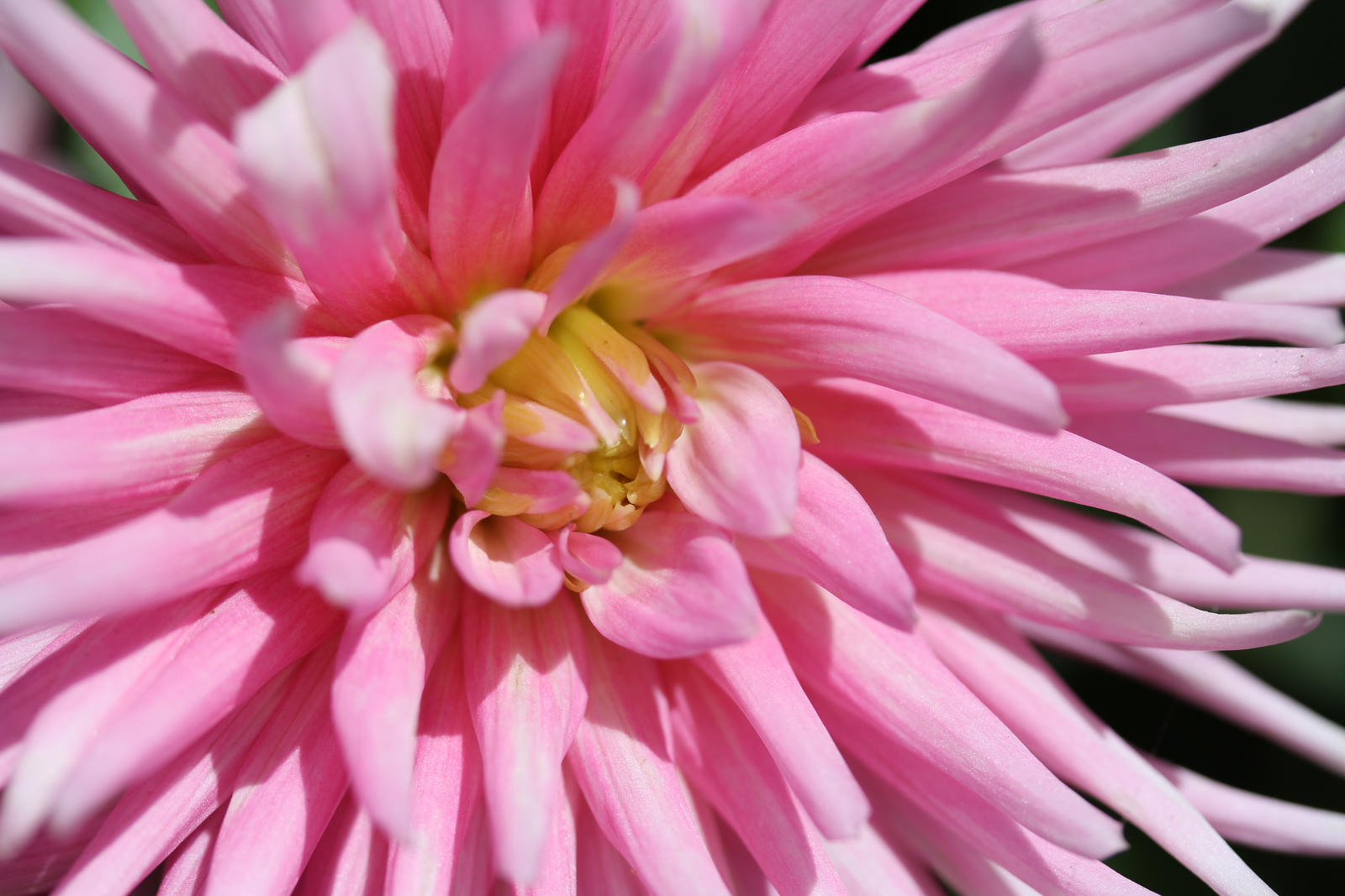 Pink princess dahlia 2