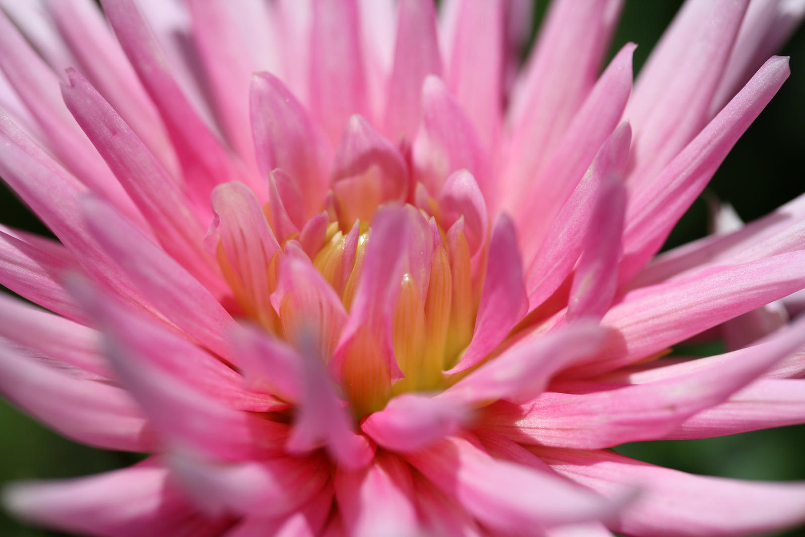 Pink princess dahlia 3