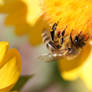 Honey bee on blanketflower 3