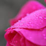 Raindrops on pink rose 1