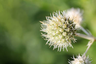 Rattlesnake-master 3