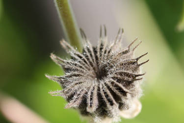 Velvetleaf gone to seed 1