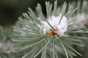 Pine boughs with snow 2