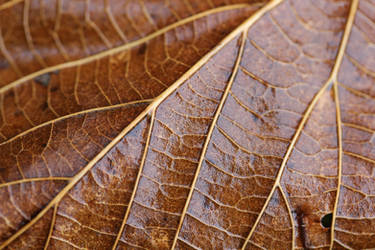Wet leaf close-up 1