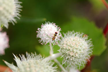 Hover fly on rattlesnake-master 1